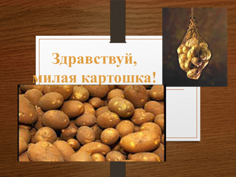 "Здравствуй, милая картошка!".